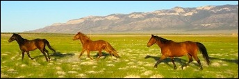 Snake Valley