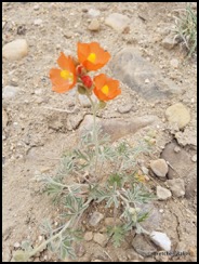 1-globemallow sphaeralcea grossulariifolia