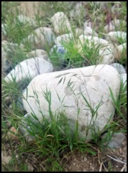 Cheatgrass