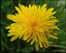 common dandelion Taraxacum officinale-001