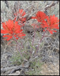 indian paintbrush castilleja chromosa