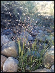 indian rice grass