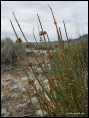 mormon tea nevada ephedra ephedra nevadensis