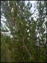 Mountain mahogany