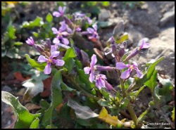 musk mustard