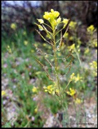 mustard-Descurainia