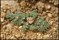 nevada parsley cymopterus longipes