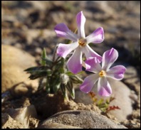 Phlox