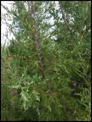 Rocky Mountain juniper-001