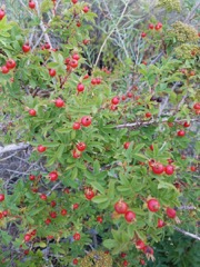 Rosa woodsii-001
