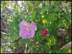 rosa woodsii