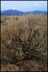 sagebrush