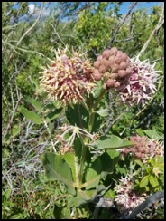 Showy milkweed