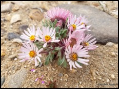 showy townsend-daisy Townsendia florifera-001