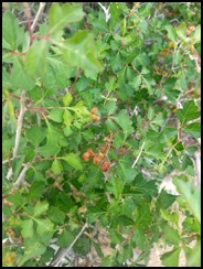 skunkbush