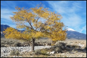 western elm