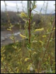 Willow Salix exigua