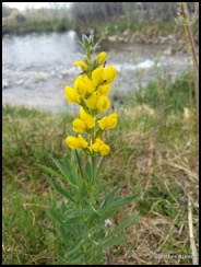 yellowpea thermopsis rhombifolia